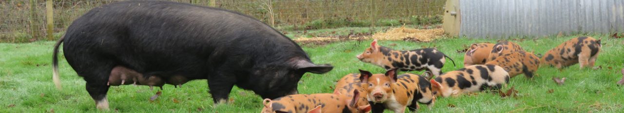 Pigs for Beginners - Smallholder Training at South Yeo Farm West